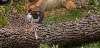 Best Soil Testing and Treatment  in South Shore, KY