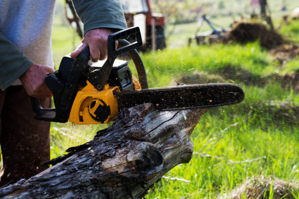 Lawn Maintenance Plans in South Shore, KY